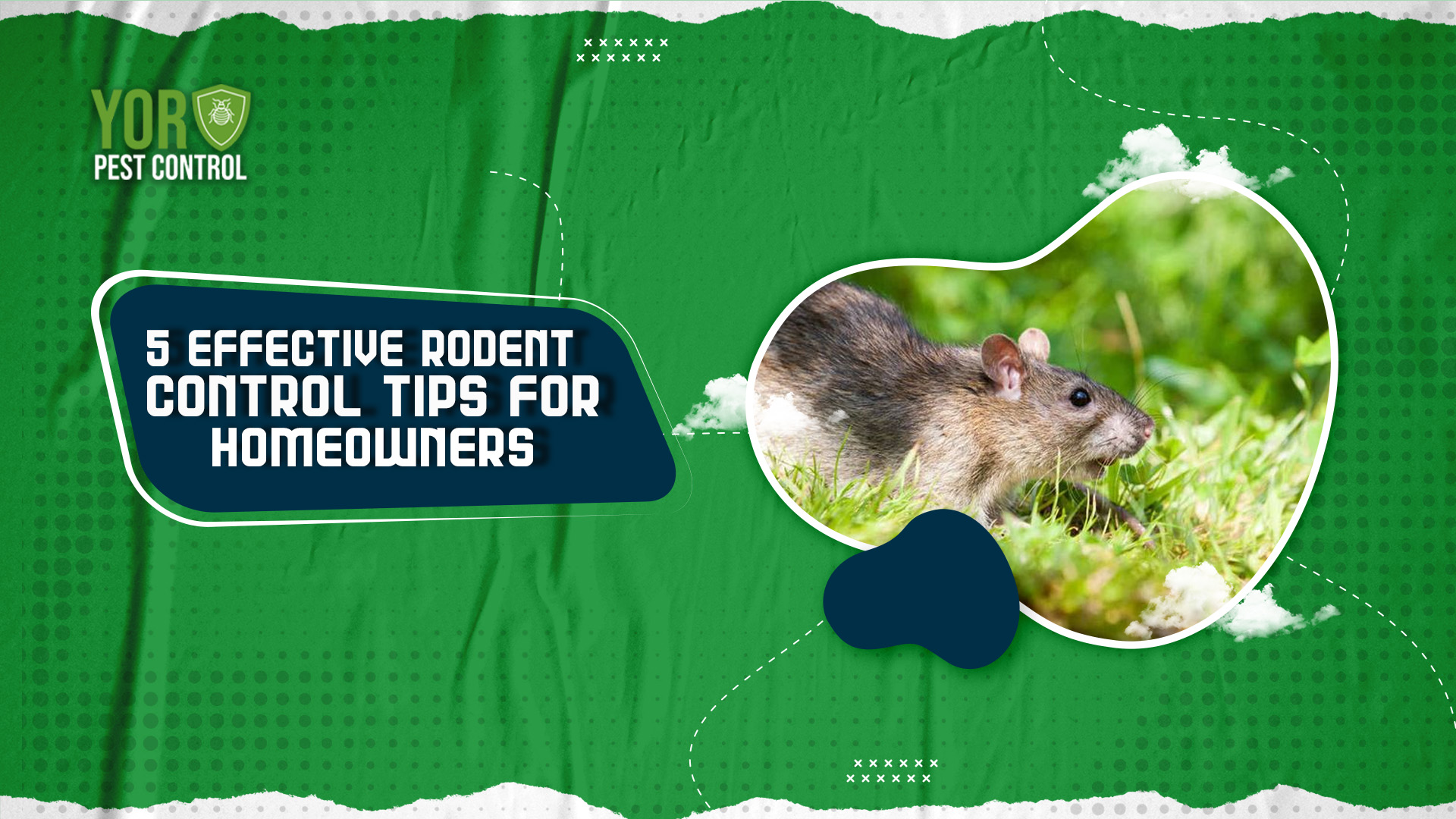 5 Effective Rodent Control Tips for Homeowners