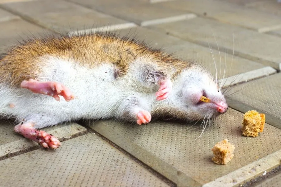 Rat Poison