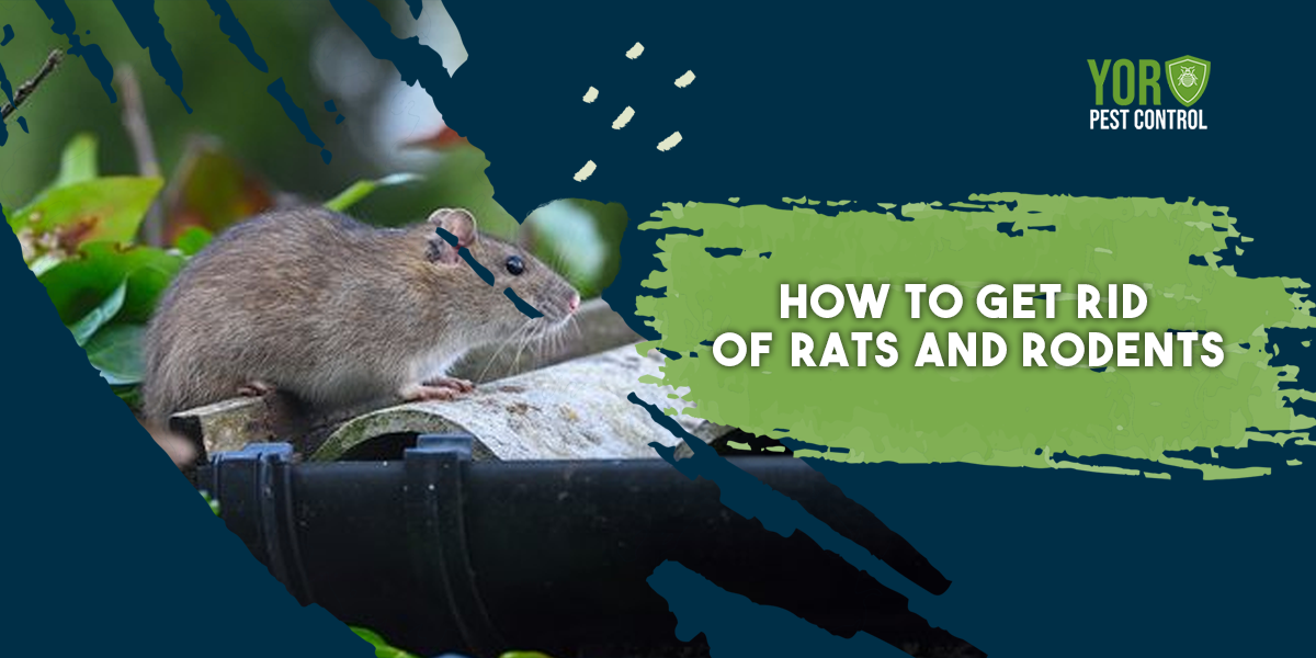 How to Get Rid of Rats and Rodents?