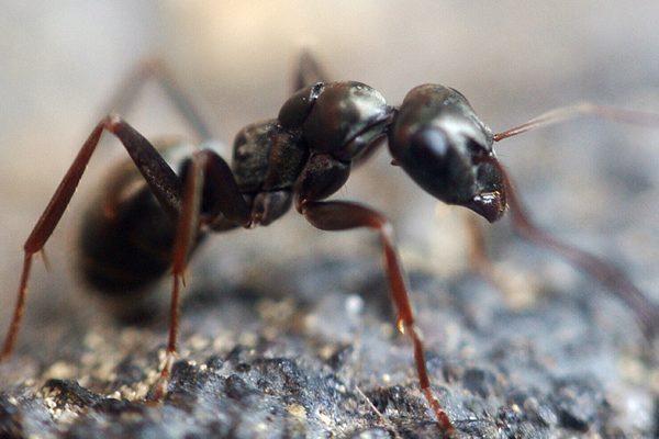 ant removal in york