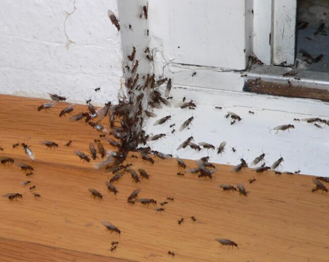 ants infestation in the home