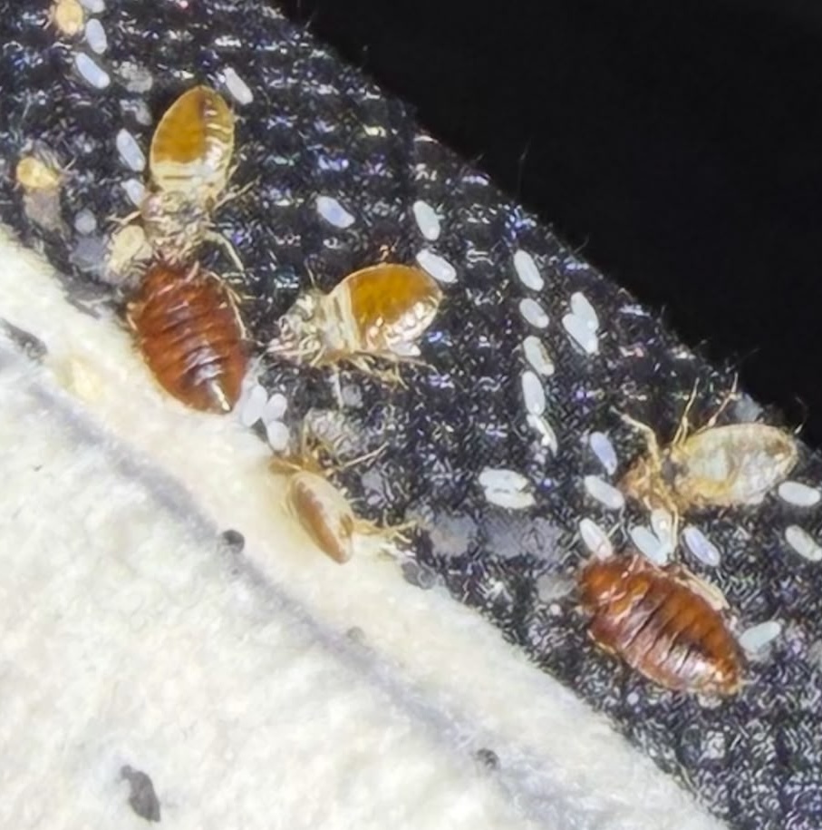 bed bugs york