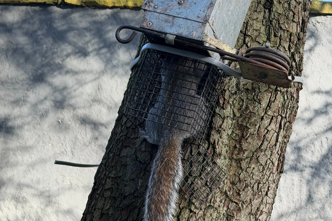 Grey squirrel caught in American Kanya trap on tree trunk in Scotton Knaresborough showing professional squirrel control equipment