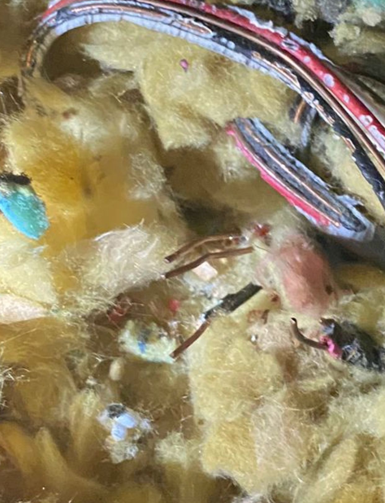 Squirrel Control Scotton: 17 Trapped | Knaresborough 1 damage caused by grey squirrel in knaresborough