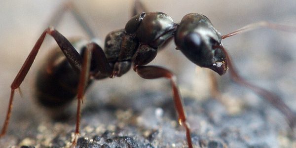 info-ants-1