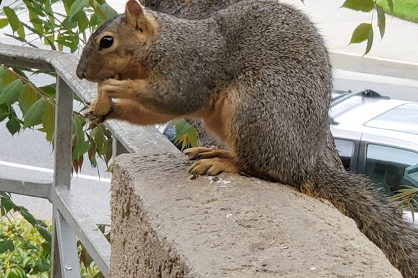 info-squirrels-1