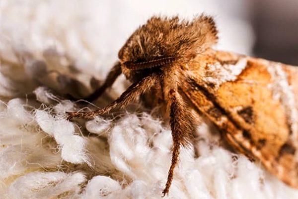 Moth Control: Moth Exterminator & Treatment