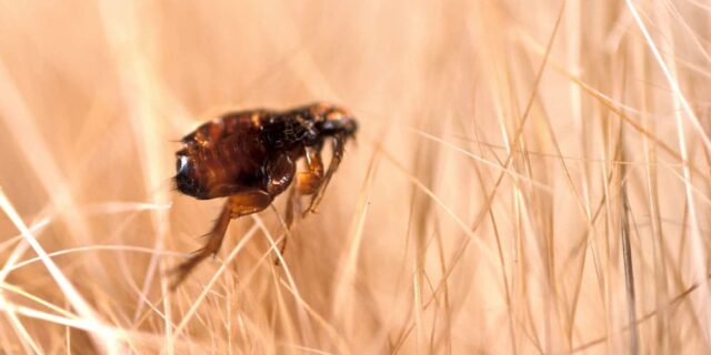 fleas and flea-removal-york