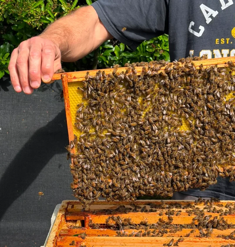 Bee Relocation York, Harrogate & Knaresborough 2 honey bee protection