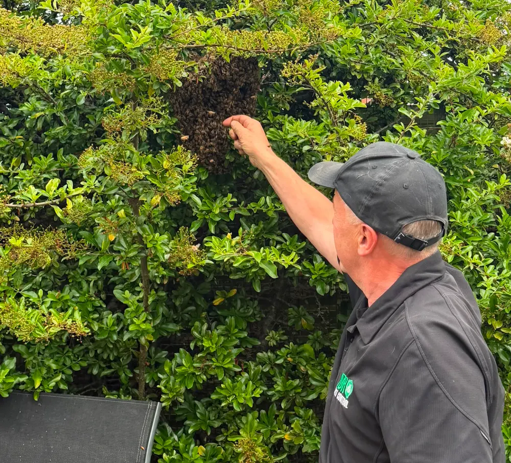 Bee Relocation York, Harrogate & Knaresborough 1 honey bee protection 03