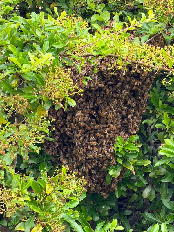 honey bee protection in York and Harrogate