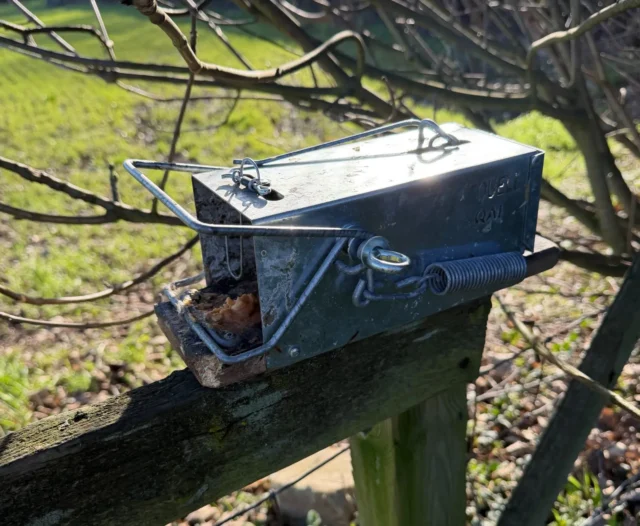 American Kanya squirrel trap being reset on wooden post in Scotton Knaresborough garden showing professional trap mechanism and positioning