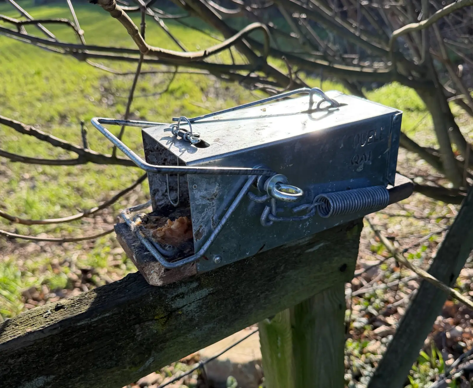 American Kanya squirrel trap being reset on wooden post in Scotton Knaresborough garden showing professional trap mechanism and positioning