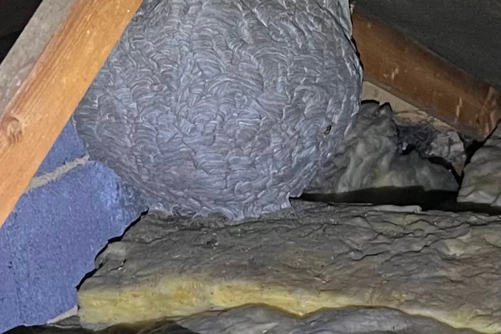 Wasp Season Harrogate: When to Act & What to Expect 2026 3 Medium-size wasp nest in York loft space showing nest growth from early season demonstrating importance of early removal