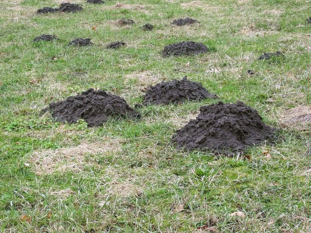 mole hill destruction