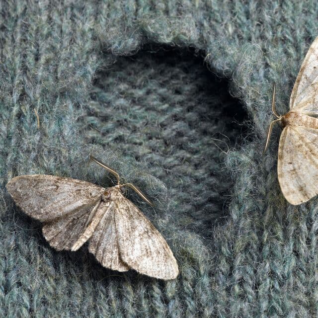 moths eating clothes