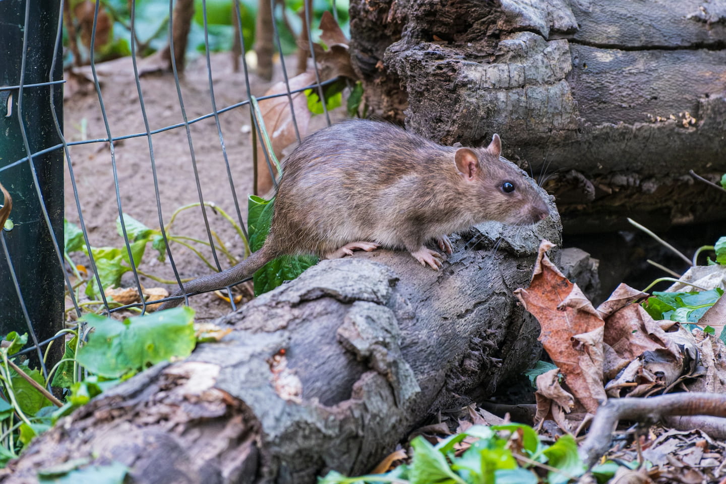 rat and pest control