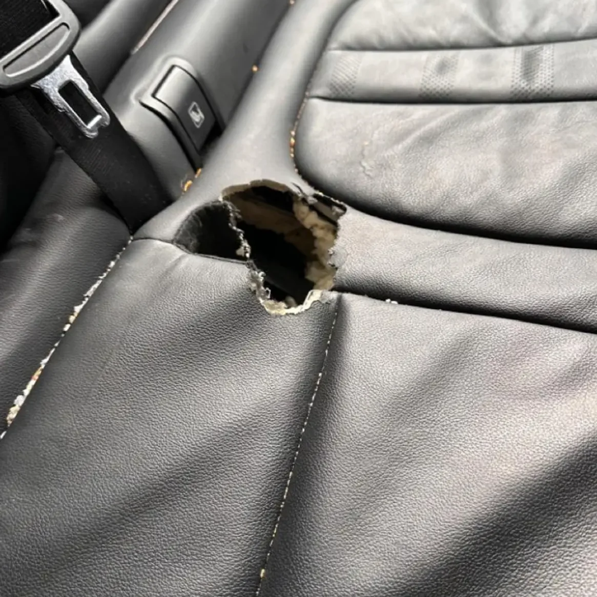 Pest Control Harrogate | Protecting £Million Prestige Stock 1 Rat damage to expensive car leather seat upholstery showing why dealerships need professional pest control protection