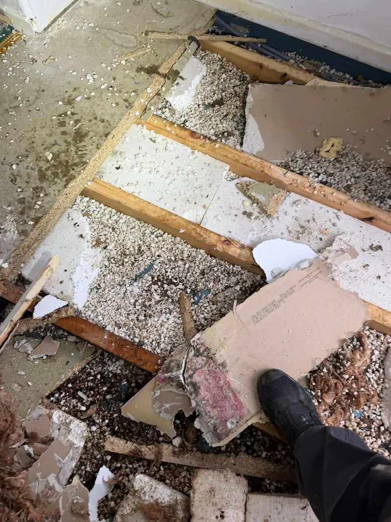 Tang Hall Rat Infestation York: When Builder Errors Cost Thousands 2 rat infestation in york