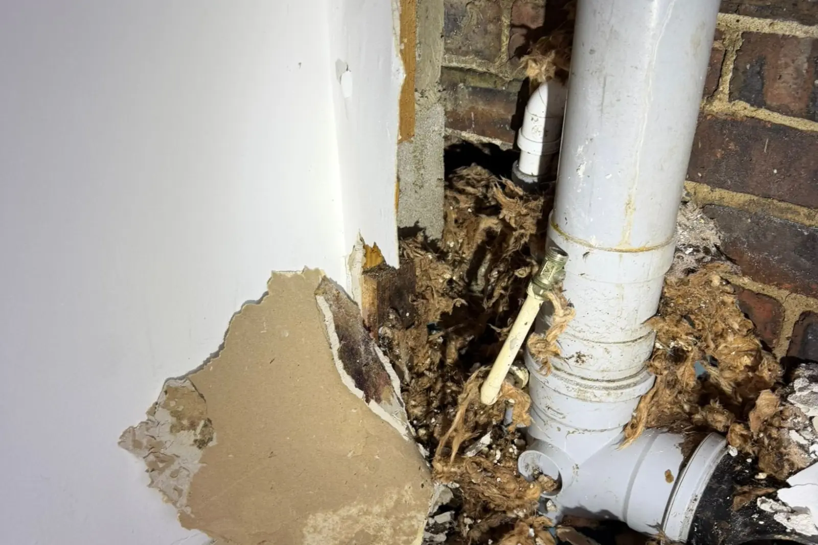 Tang Hall Rat Infestation York: When Builder Errors Cost Thousands 3 Severe rat infestation Tang Hall York showing open unsealed soil stack pipe with extensive rat nesting material and builder error