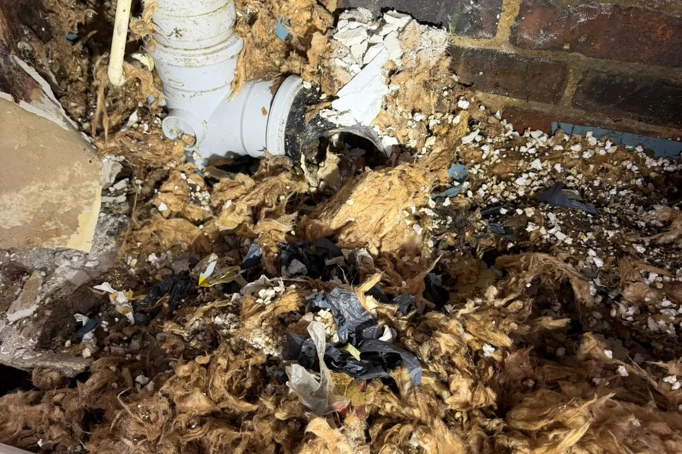 Tang Hall Rat Infestation York: When Builder Errors Cost Thousands 1 Massive rat nest built around open soil stack entry point in Tang Hall York wall cavity showing extent of builder-caused rat infestation