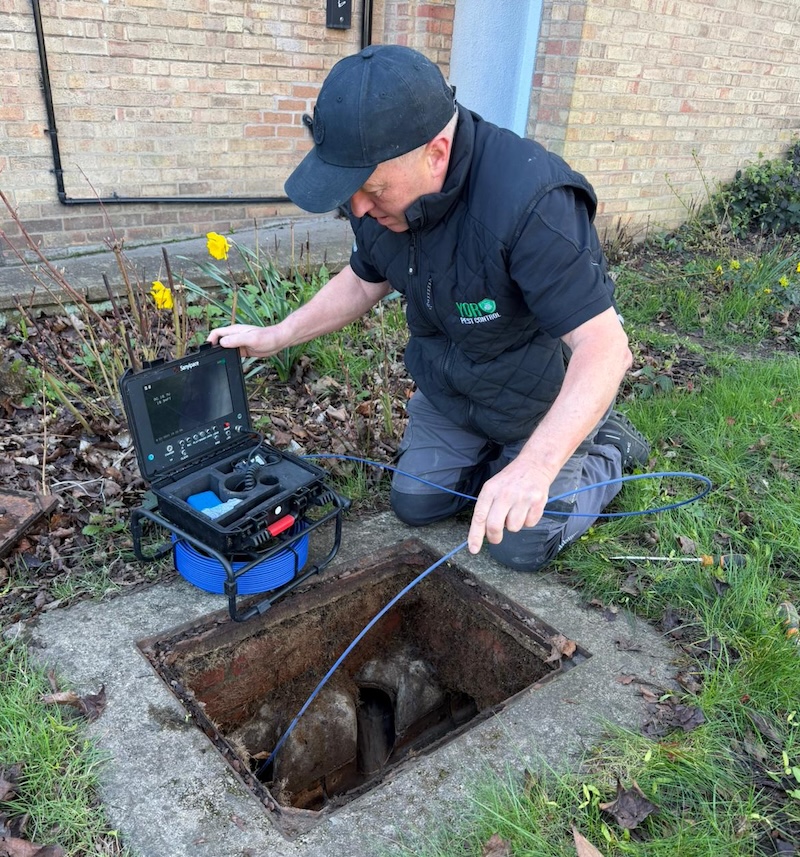Harrogate Rat Problem 2026: Why Numbers Surged This Year 2 rats in harrogate drain for inspection cctv