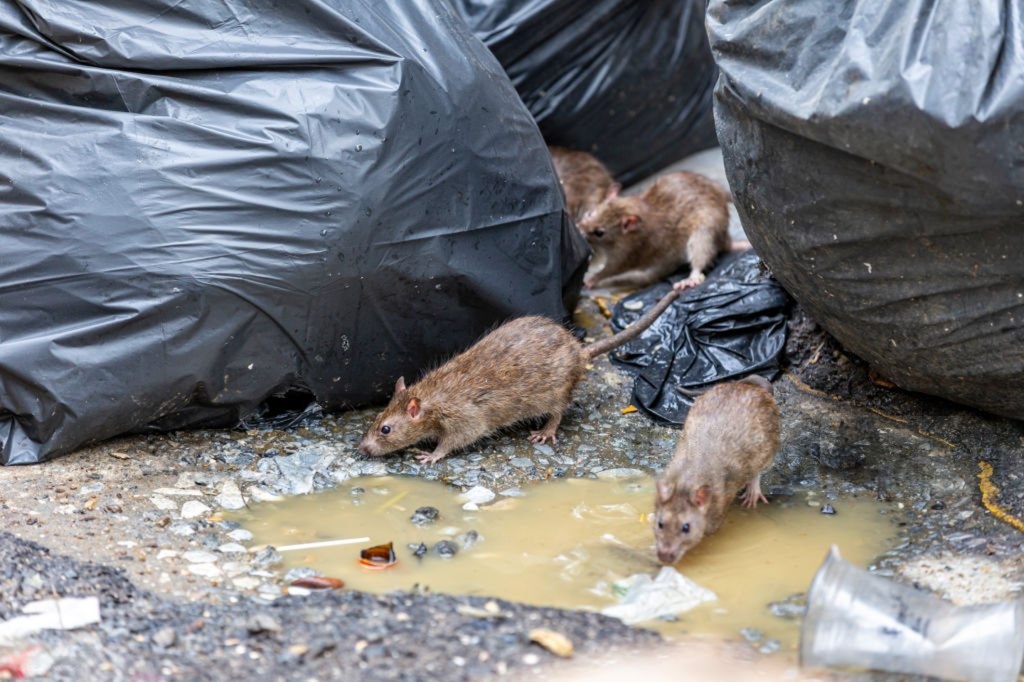 rats looking for food in rubbish