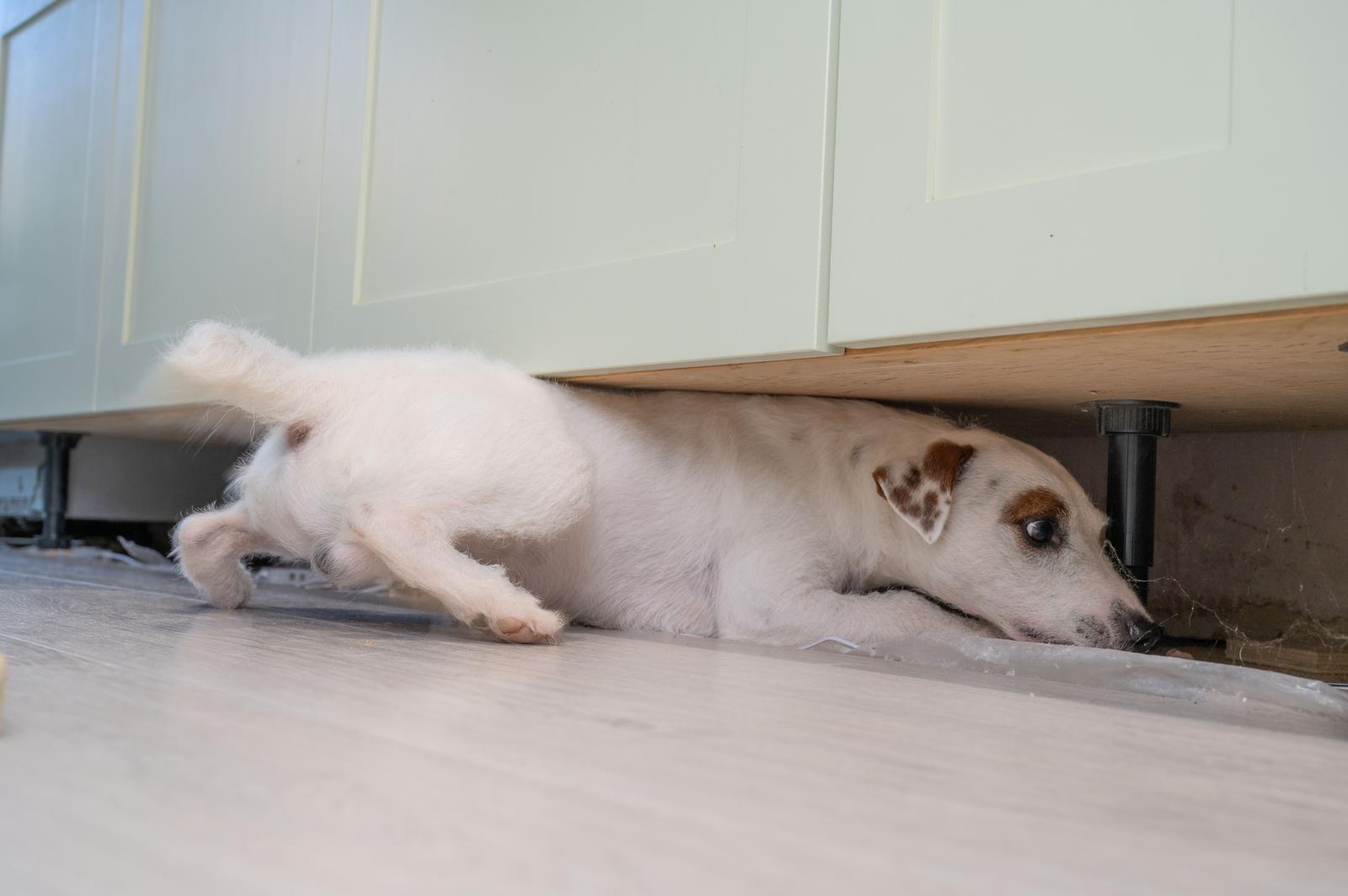 Pest Control York: Complete Guide to Local Pest Problems 2 ratting dog 04