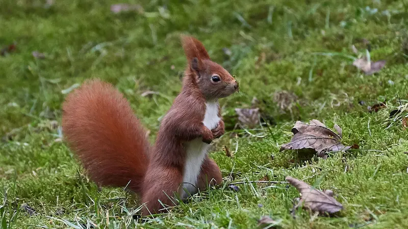 Grey Squirrels Harrogate: Why They Are Pests 3 red squirrel