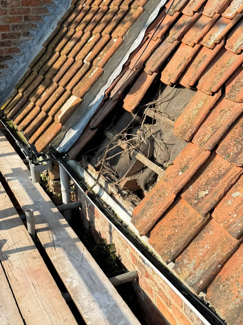 squirrel-damage-roof-harrogate-york