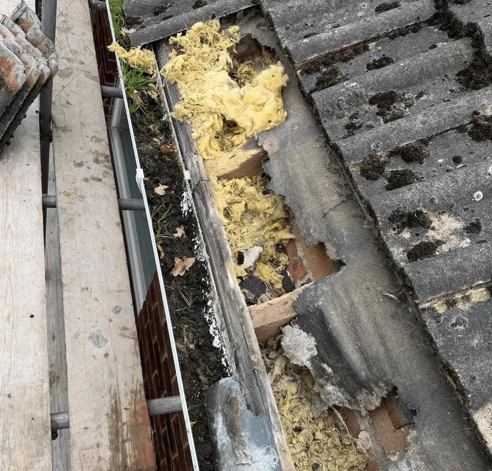 squirrel damage in harrogate roof