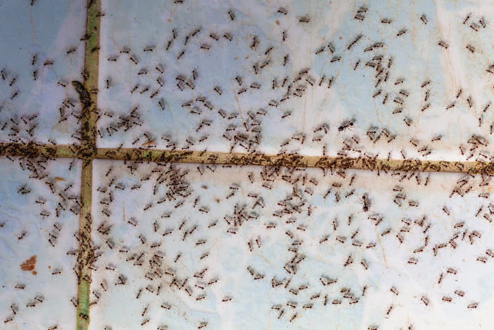 ants removal of pest in york