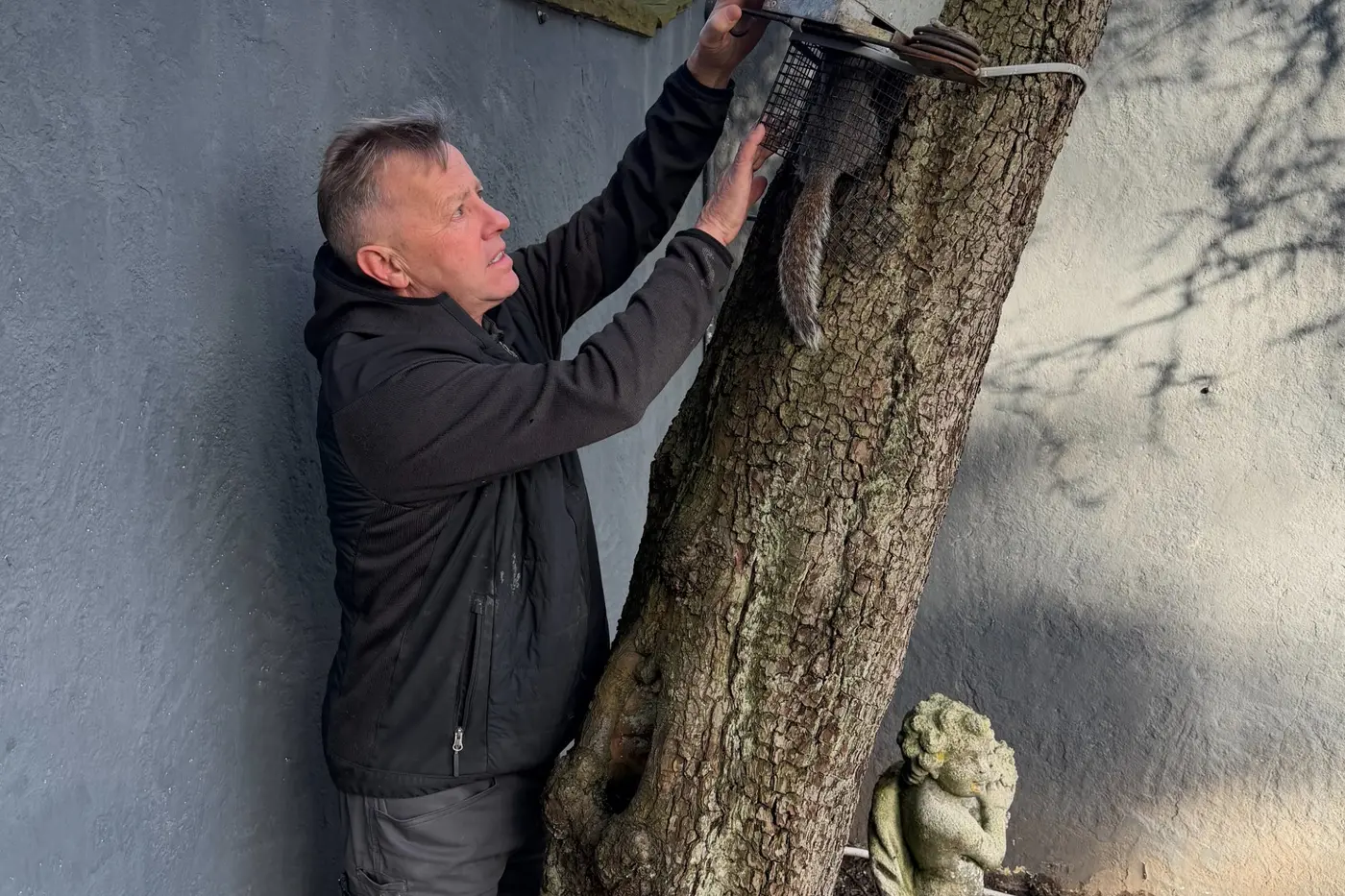 Professional pest control technician checking and removing American Kanya squirrel trap from tree in Scotton Knaresborough property