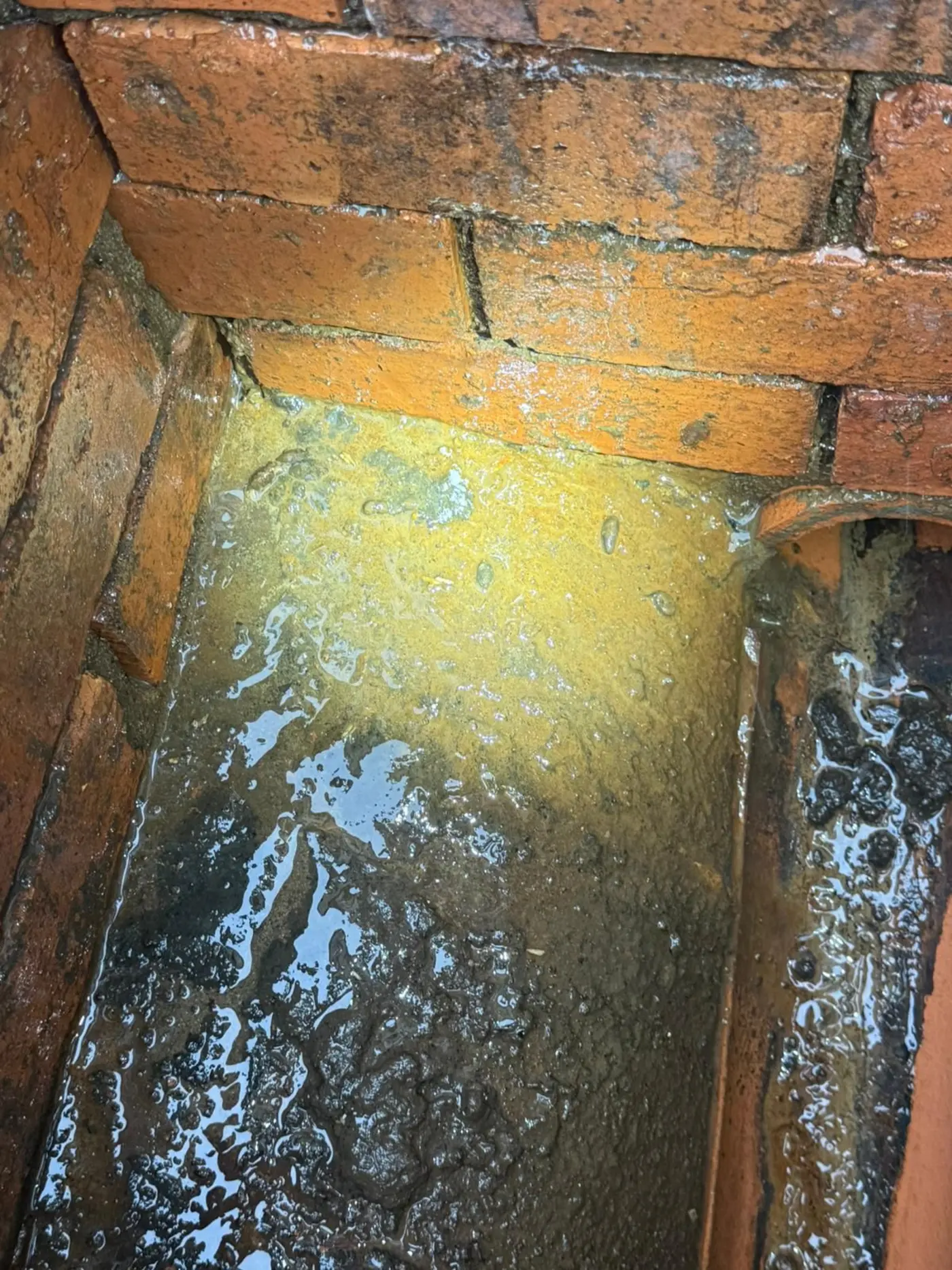 Harrogate Rat Problem 2026: Why Numbers Surged This Year 1 victorian brick drainage rat entry harrogate