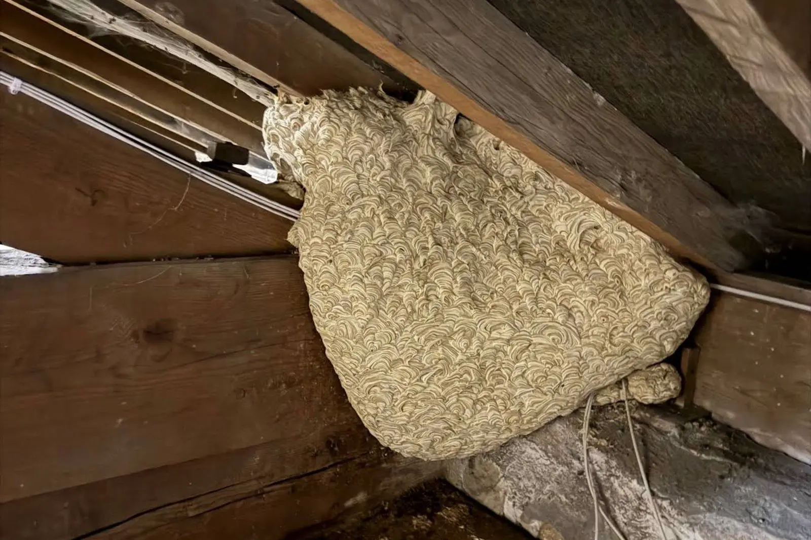 Harrogate Garden Wasp Nests: Hidden Dangers in Large Gardens 1 Large wasp nest in loft rafters York Harrogate showing typical roof space location requiring professional pest control removal