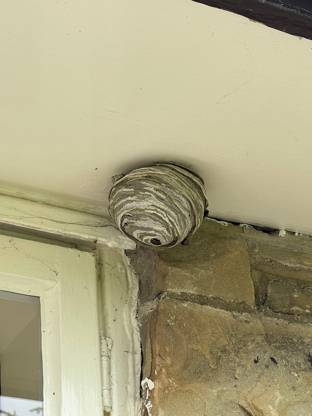 wasp nest removal 04