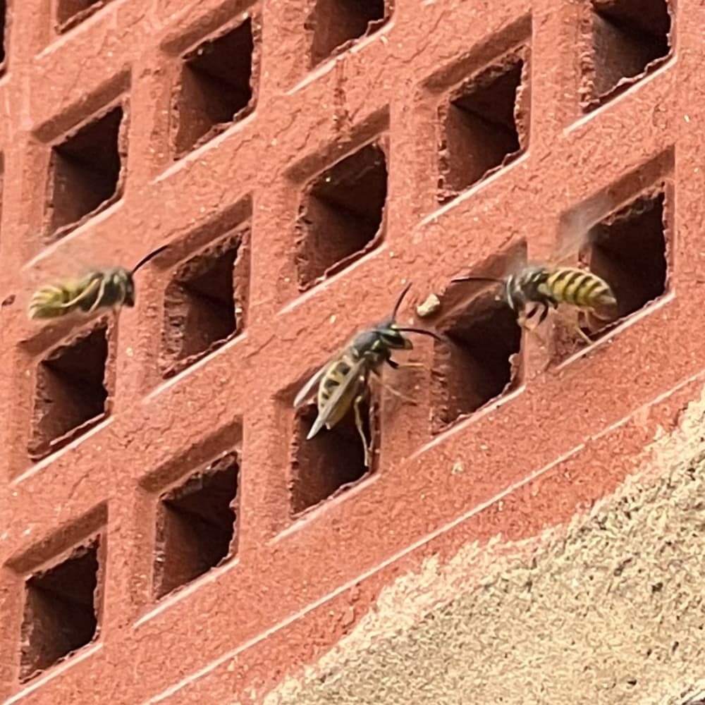 wasp nest removal 05