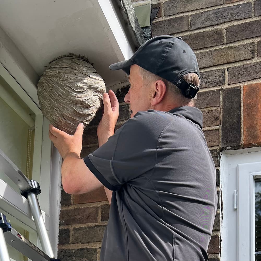 wasp nest removal