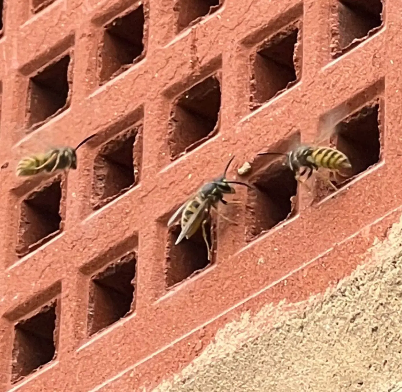 Wasps entering airbrick cavity wall York Harrogate showing how wasps access hidden wall cavity nesting locations